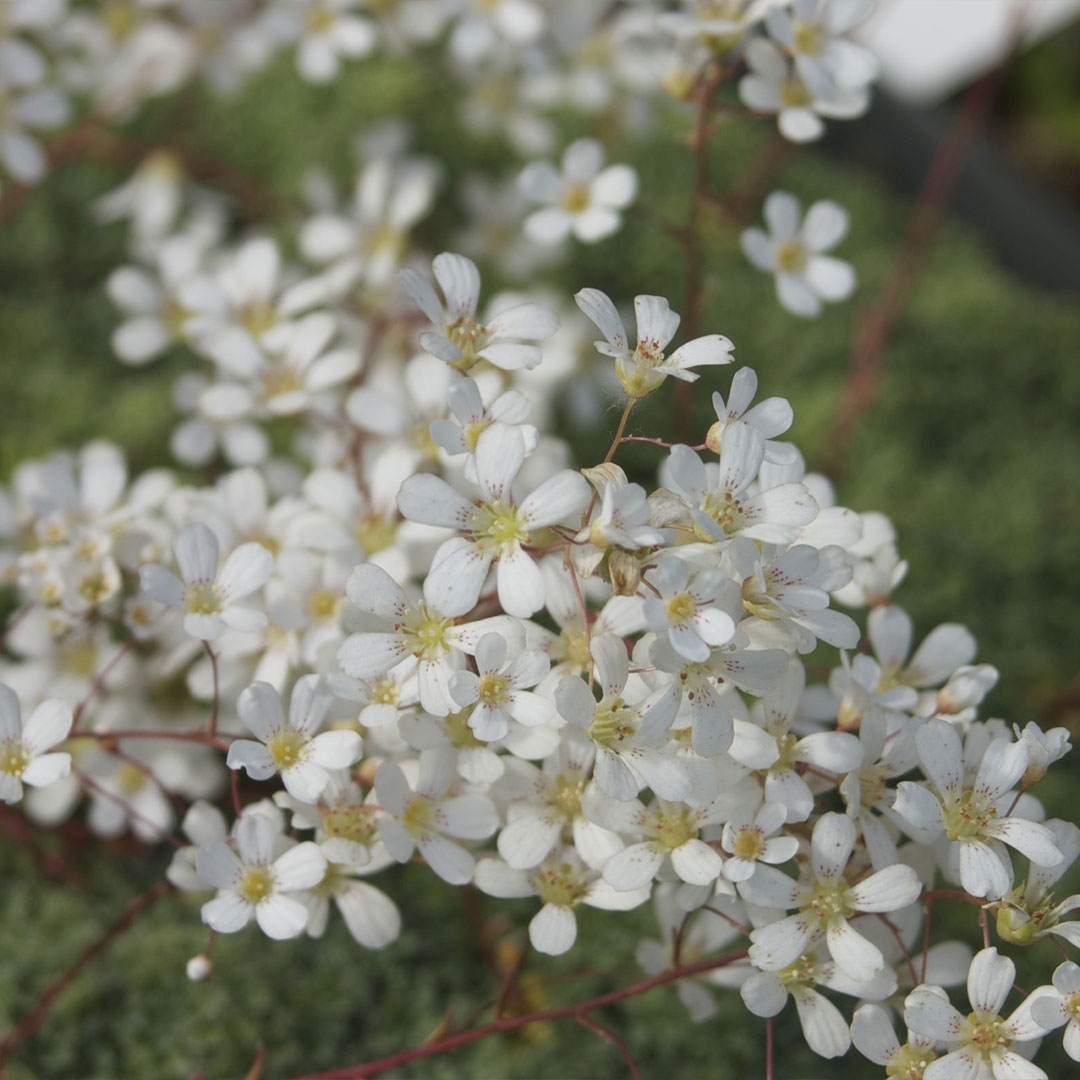 Saxifraga cochelaris minor 3 | záhradníctvo garden team Saxifraga cochelaris minor 3