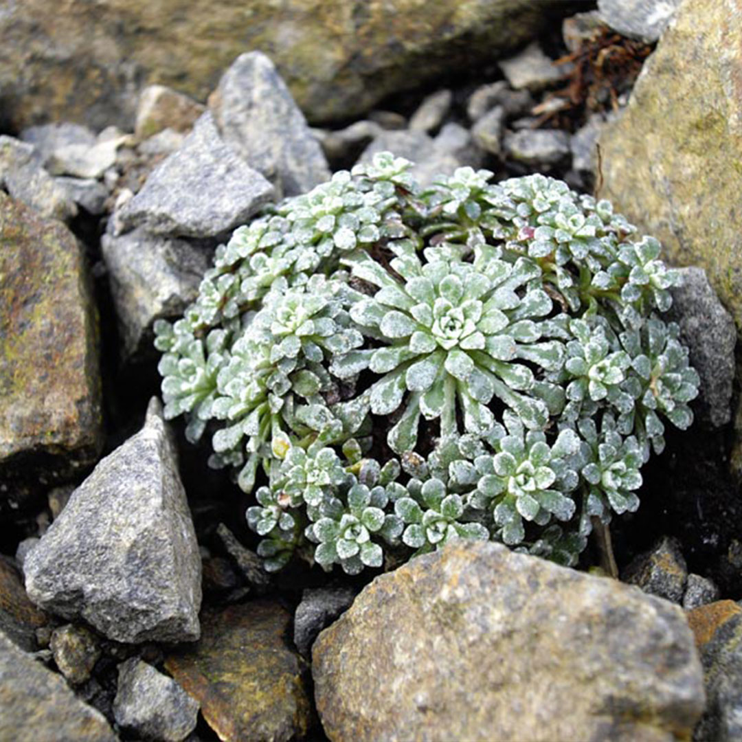 Saxifraga cochelaris minor 4 | záhradníctvo garden team Saxifraga cochelaris minor 4