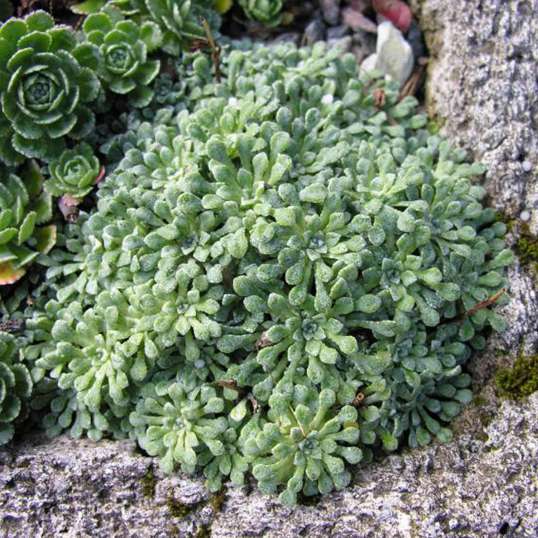 Saxifraga cochelaris minor 5 | záhradníctvo garden team Saxifraga cochelaris minor 5