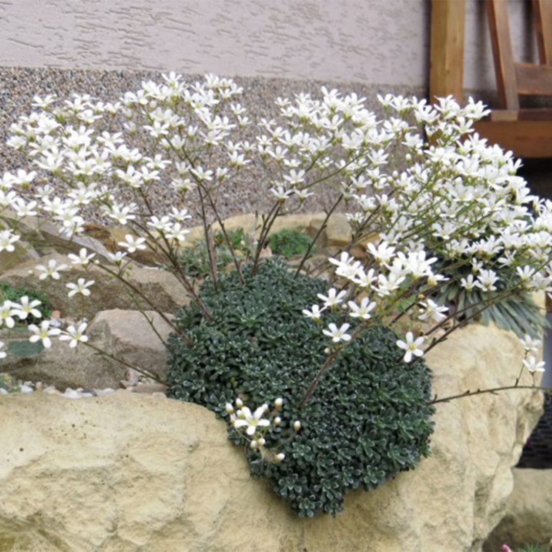 Saxifraga cochelaris minor | záhradníctvo garden team Saxifraga cochelaris minor