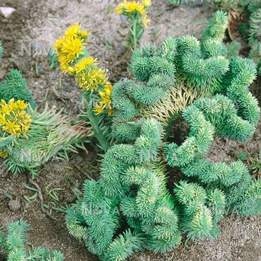 Sedum cristata 2 | záhradníctvo garden team Sedum cristata 2