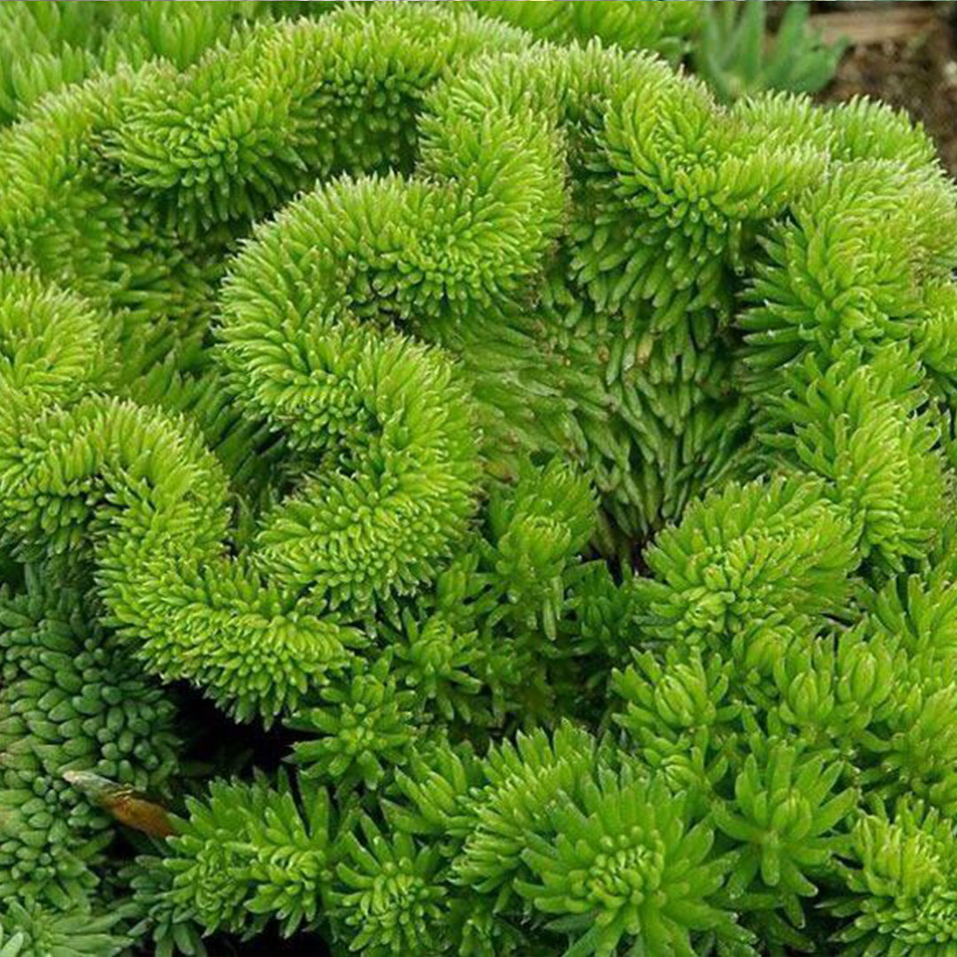 Sedum cristata 3 | záhradníctvo garden team Sedum cristata 3
