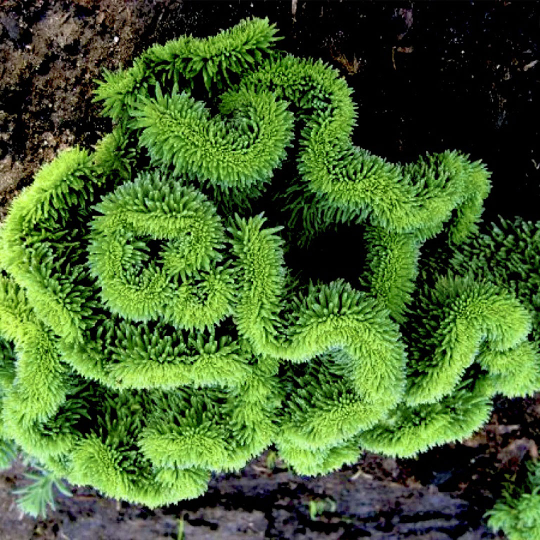 Sedum cristata 4 | záhradníctvo garden team Sedum cristata 4
