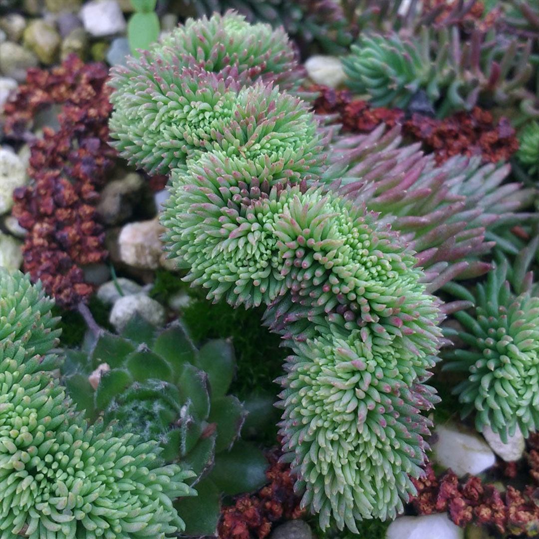 Sedum cristata | záhradníctvo garden team Sedum cristata