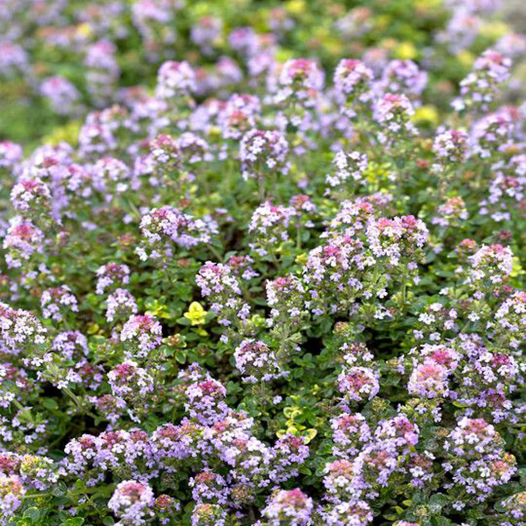 Thymus citriodorus doone valley 2 | záhradníctvo garden team Thymus citriodorus doone valley 2