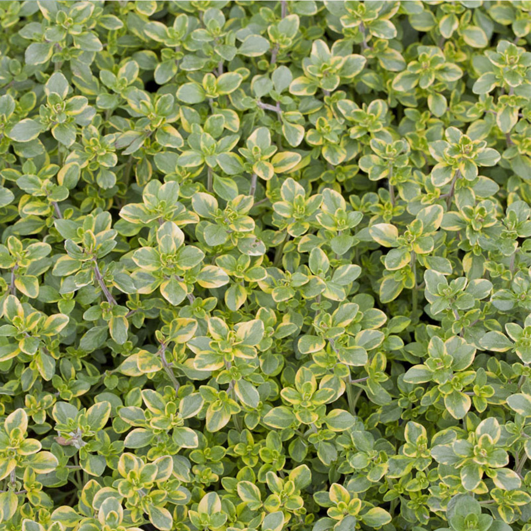 Thymus citriodorus doone valley | záhradníctvo garden team Thymus citriodorus doone valley