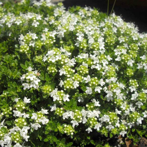 Thymus serpyllum alba