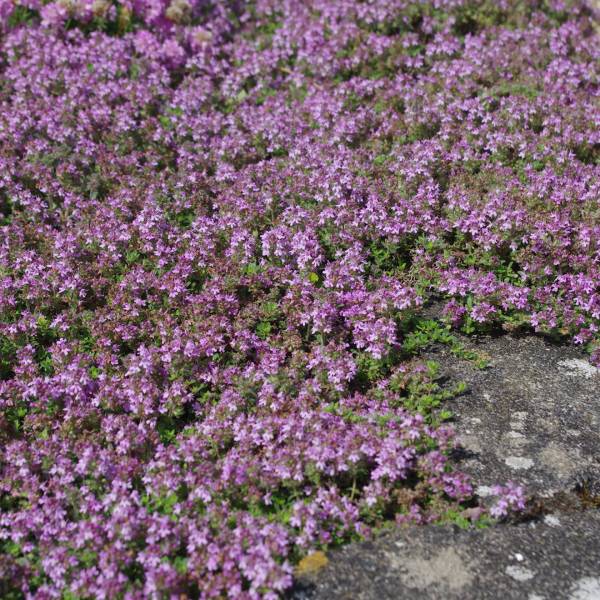 Thymus serpyllum pink chintz 2