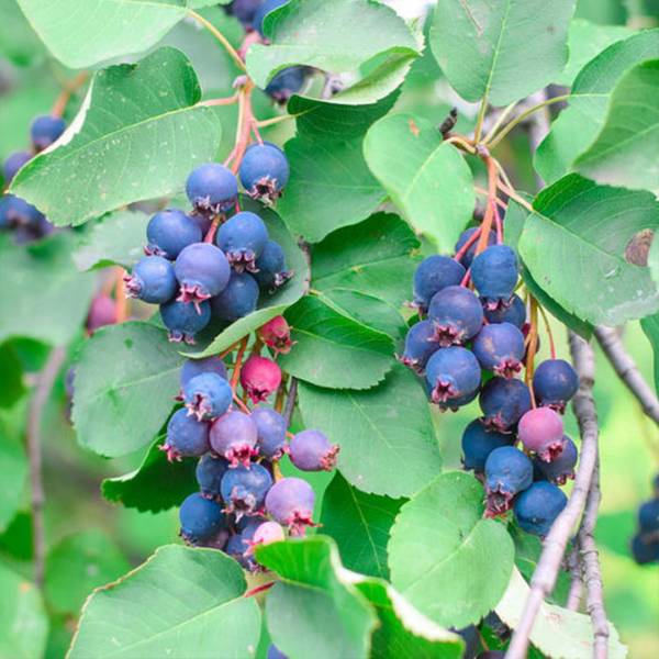 Amelanchier alnifolia
