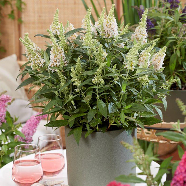 Buddleja davidii Butterfly Candy Little White 2