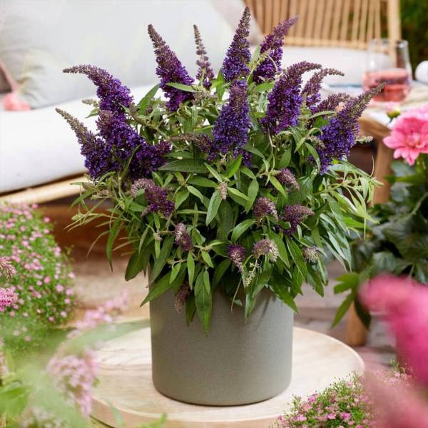 Buddleja davidii Butterfly Candy Nanho blue