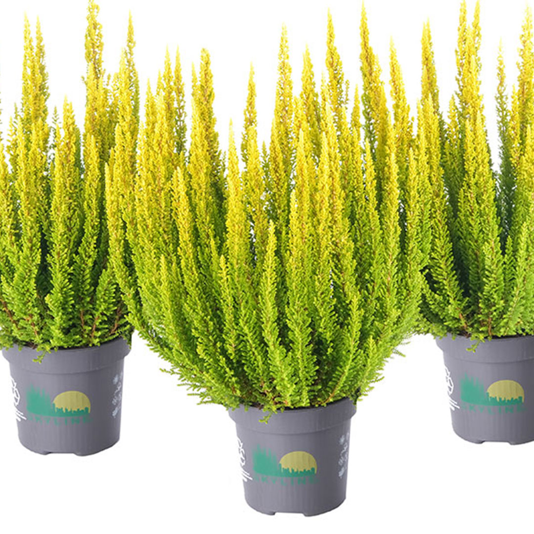 Calluna vulgaris skyline svetlozelený | záhradníctvo garden team Calluna vulgaris skyline svetlozelený