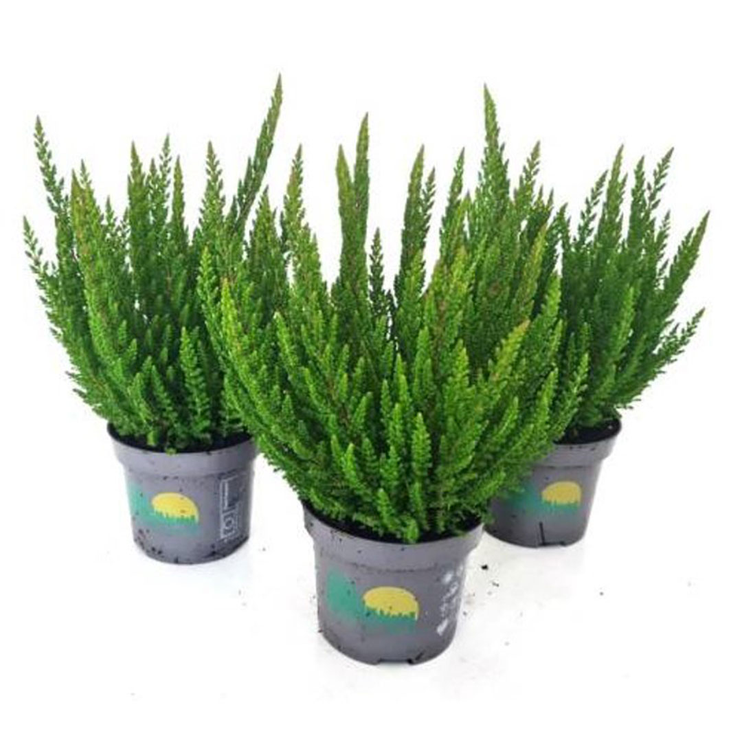 Calluna vulgaris skyline tmavozelený | záhradníctvo garden team Calluna vulgaris skyline tmavozelený