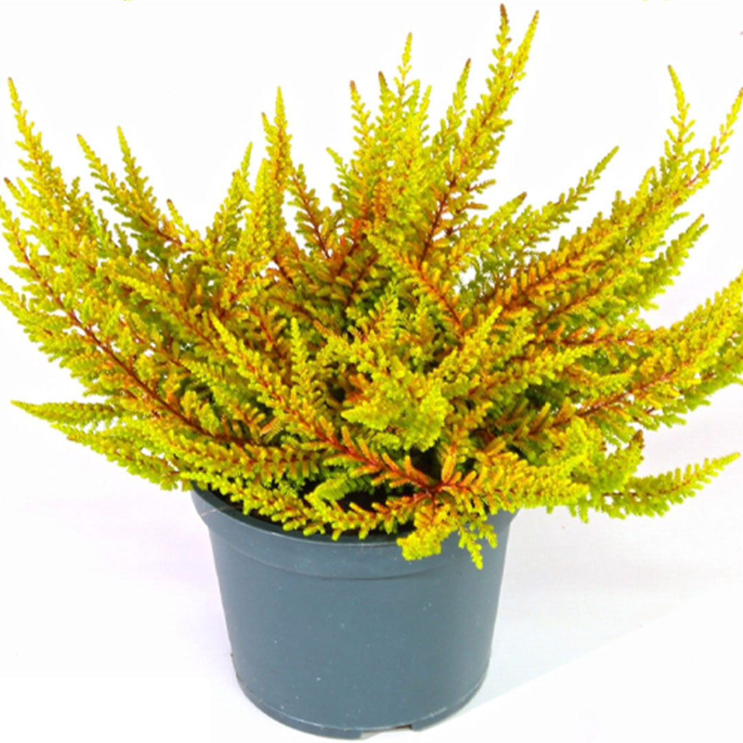 Calluna vulgaris skyline žltý | záhradníctvo garden team Calluna vulgaris skyline žltý