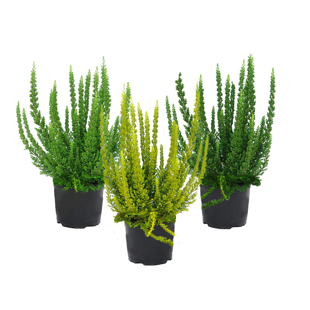 Calluna vulgaris skyline | záhradníctvo garden team Calluna vulgaris skyline