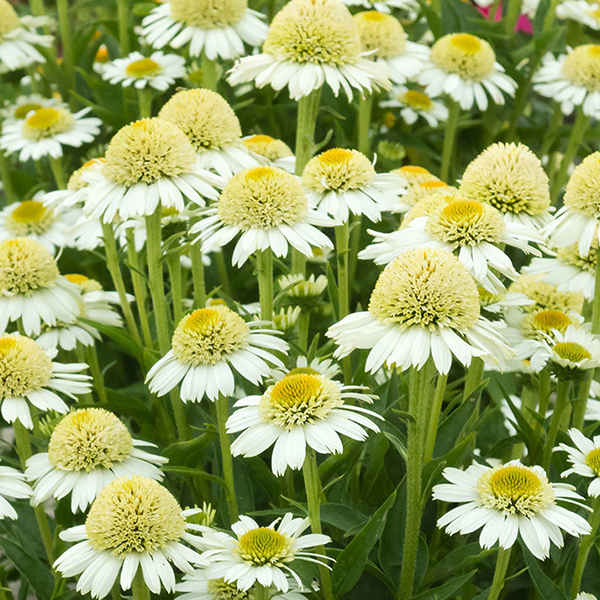 Echinacea Delicious Nougat 2