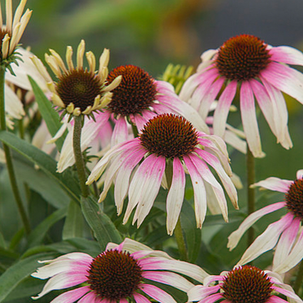 Echinacea Fountain Pink Eye