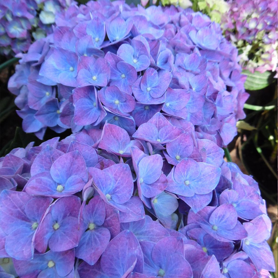 Hortenzia kalinolistá jip blue | záhradníctvo garden team Hortenzia kalinolistá jip blue