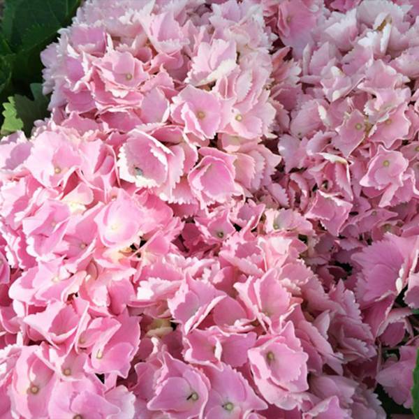 Hortenzia kalinolistá Pink Sensation