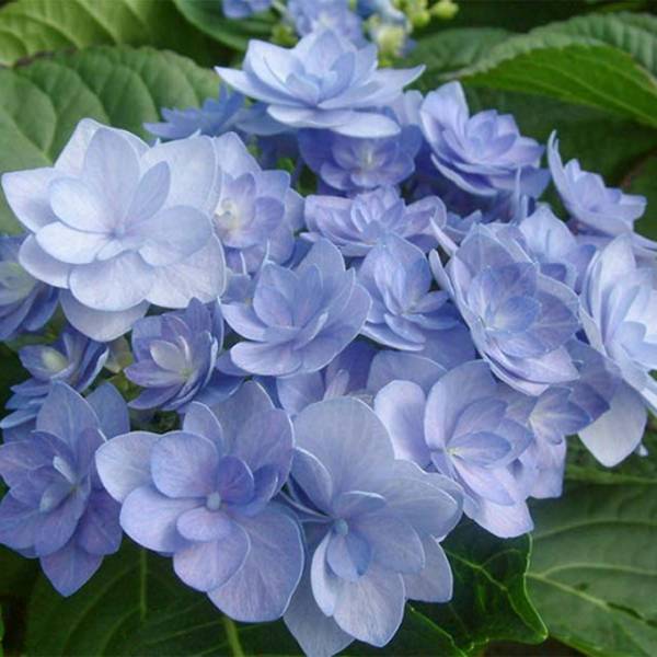 Hortenzia kalinolistá Romance