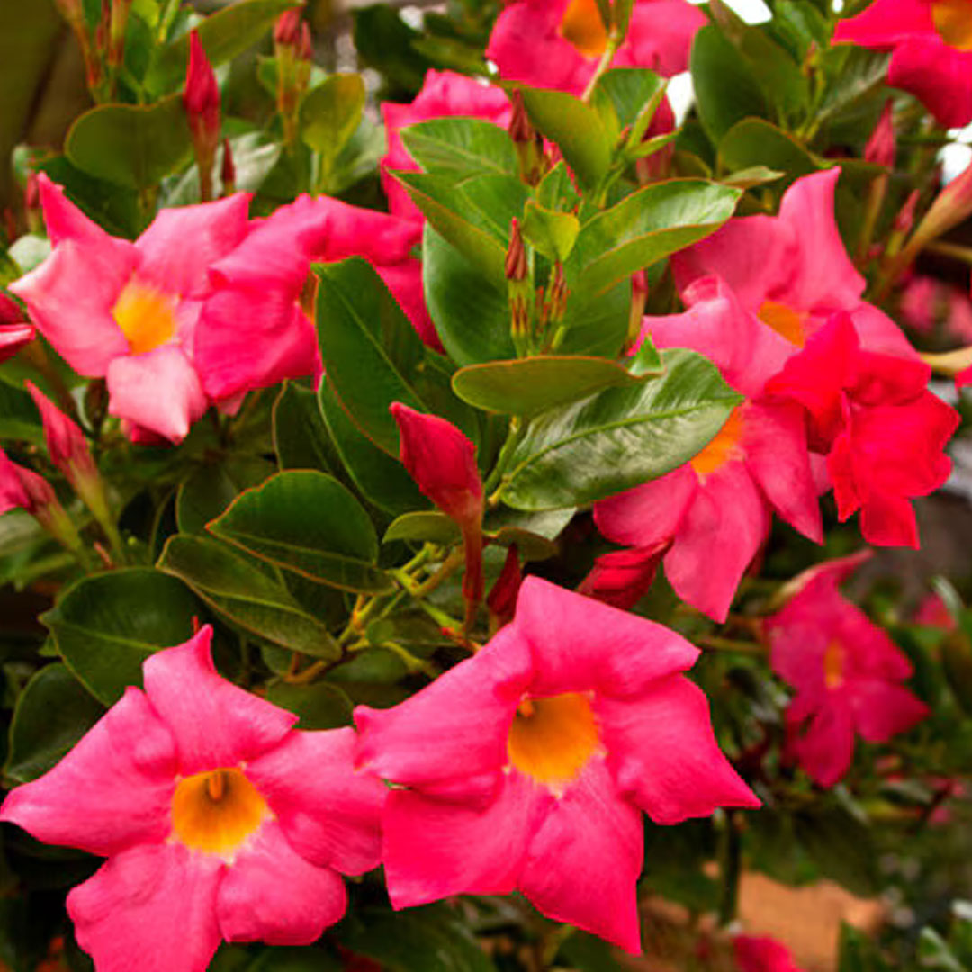 Mandevilla sundeville red | záhradníctvo garden team Mandevilla sundeville red