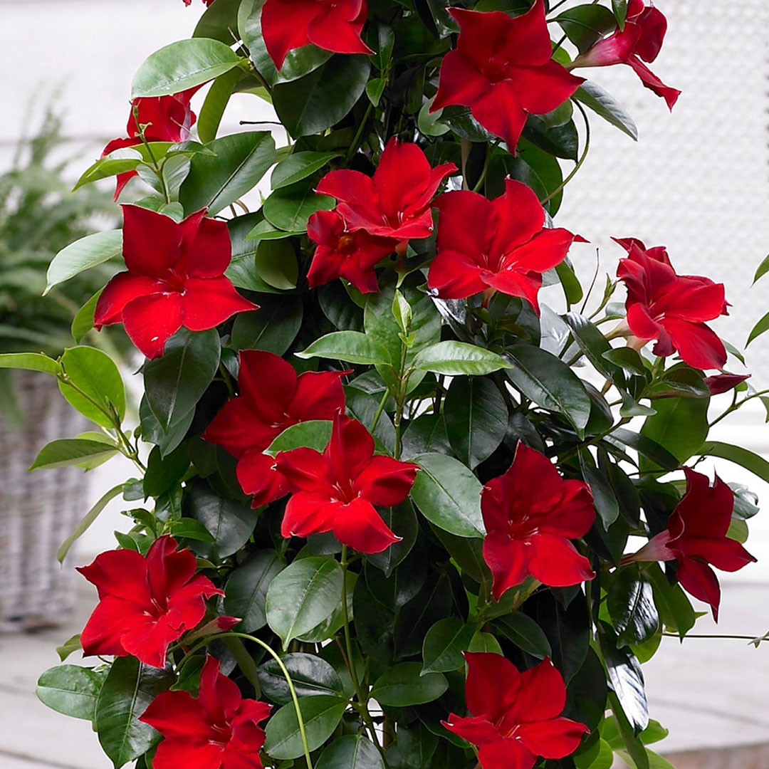 Mandevilla sundeville red | záhradníctvo garden team Mandevilla sundeville red
