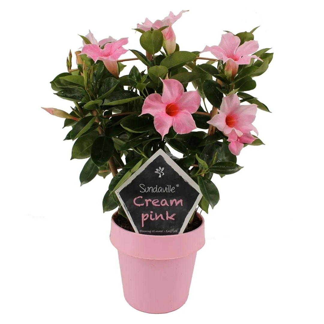 Mandevilla sundeville classic cream pink | záhradníctvo garden team Mandevilla sundeville classic cream pink