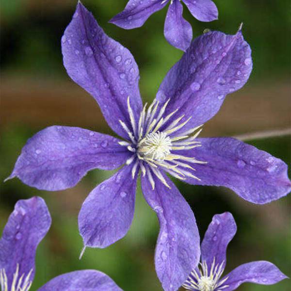 Plamienok Clematis Arabella
