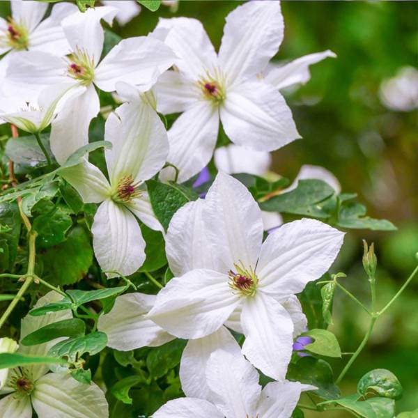 Plamienok Clematis Forever Friends
