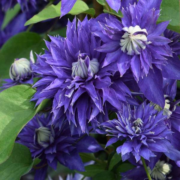 Plamienok Clematis Multi Blue 2
