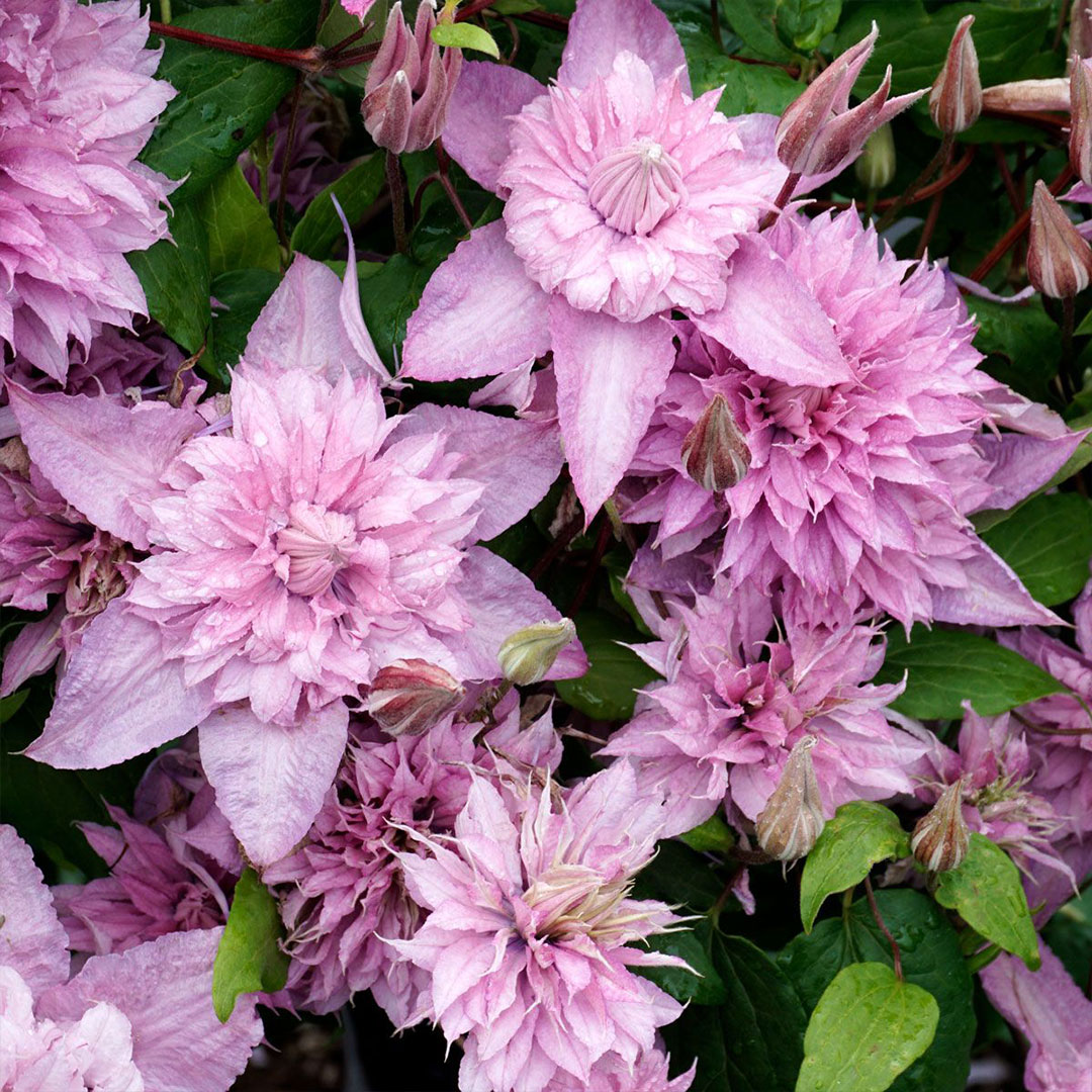 Plamienok clematis multi pink | záhradníctvo garden team Plamienok clematis multi pink
