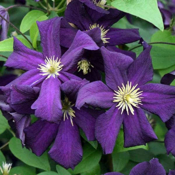 Plamienok Clematis Romantika 2