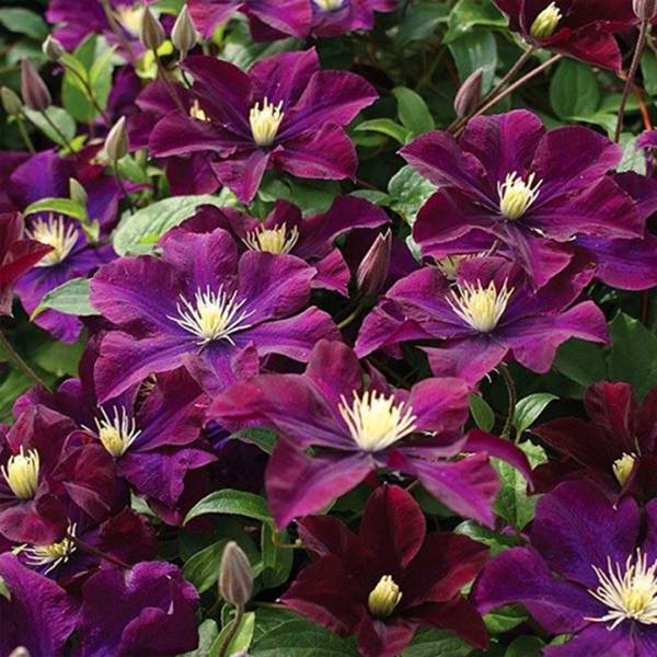 Plamienok Clematis Warszawska Nike