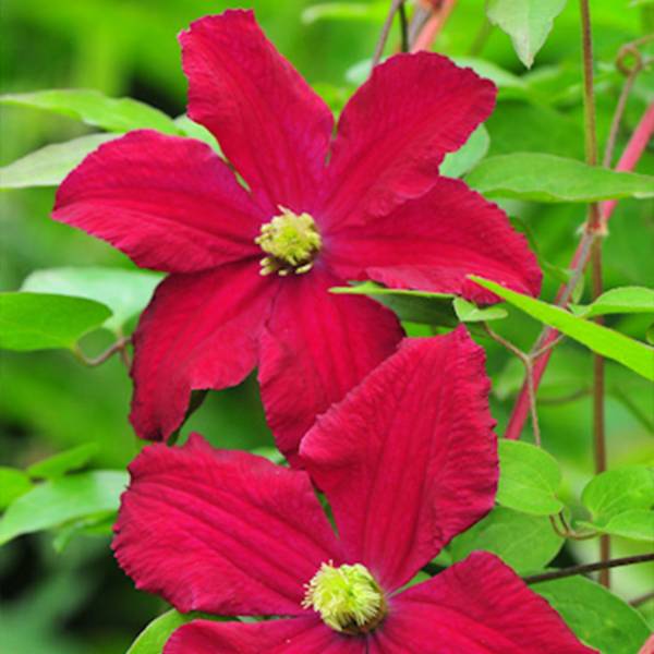 Plamienok Clematis Witiwester 2