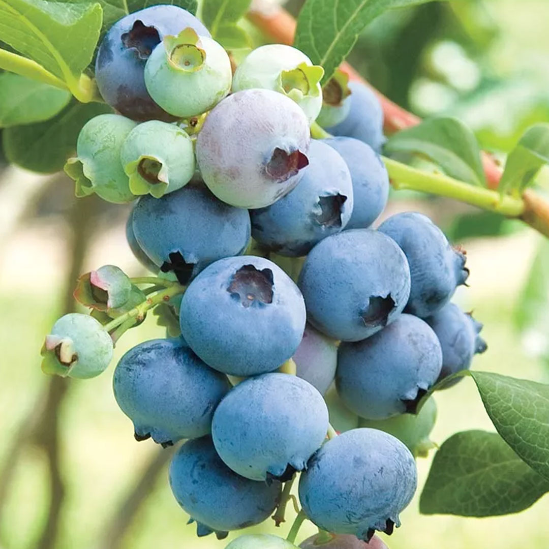 Čučoriedka kanadská vaccinium corymbosum blue star na kmienku | záhradníctvo garden team Čučoriedka kanadská vaccinium corymbosum blue star na kmienku