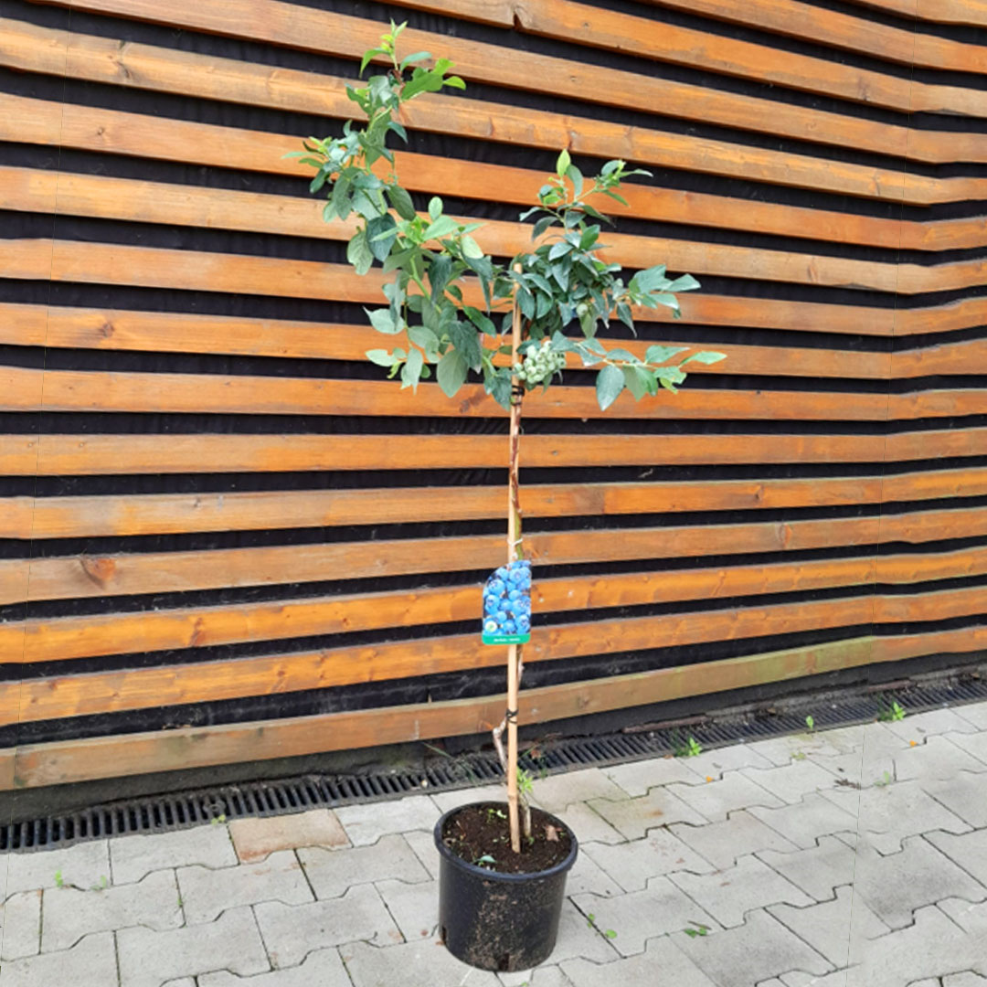 Čučoriedka kanadská vaccinium corymbosum blue star na kmienku | záhradníctvo garden team Čučoriedka kanadská vaccinium corymbosum blue star na kmienku