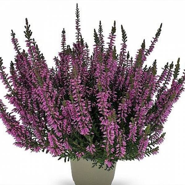 Vres Calluna Vulgaris Fruhe Lisbeth