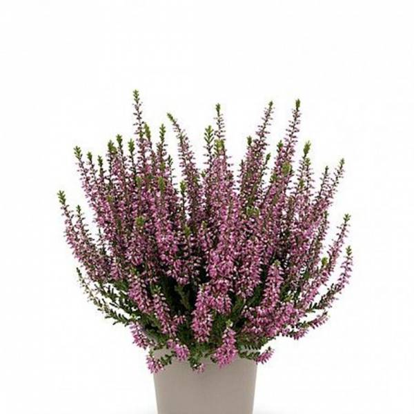 Vres Calluna Vulgaris Lilli