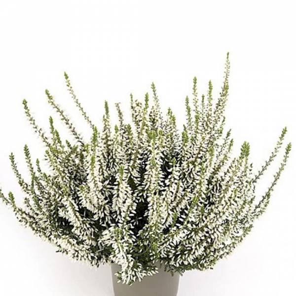 Vres Calluna Vulgaris Madonna