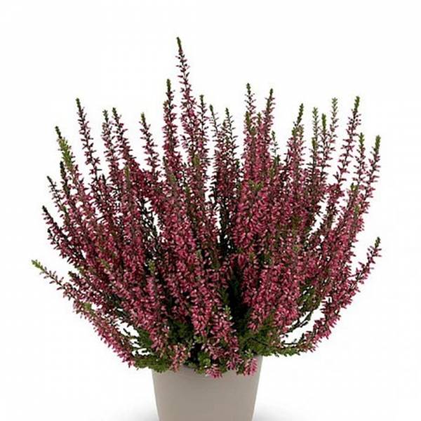 Vres Calluna Vulgaris Martina