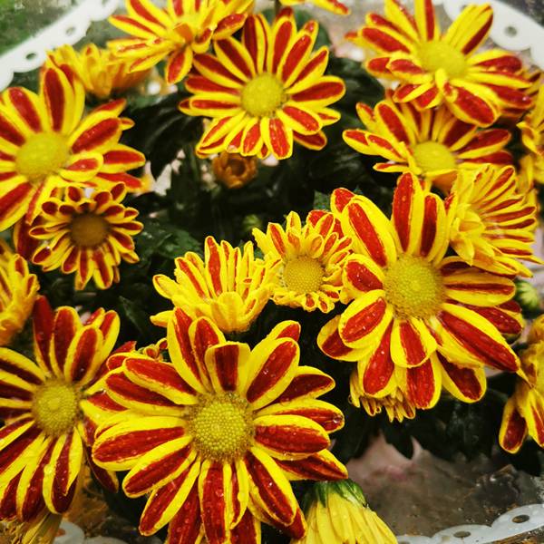 Chryzantéma Special double flowers oranžová melírovaná