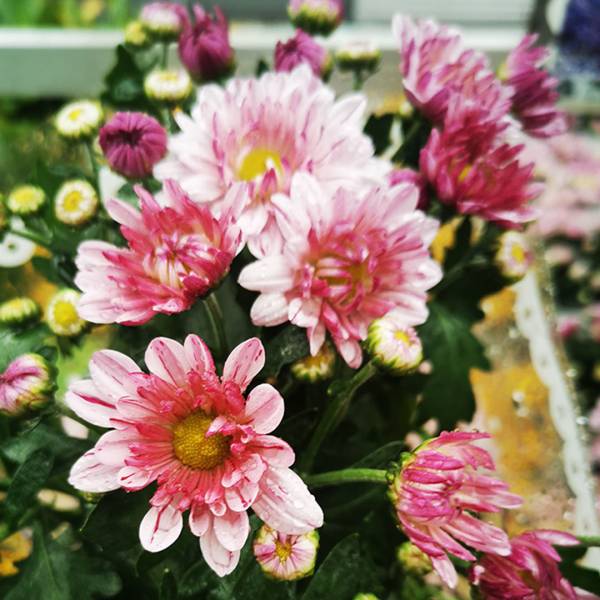 Chryzantéma Special - Chrysanthemum Special double flowers ružová