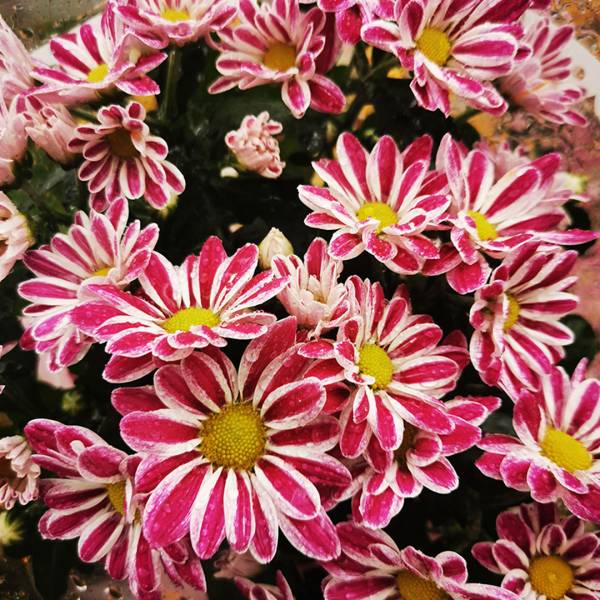 Chryzantéma Special double flowers ružová melírovaná