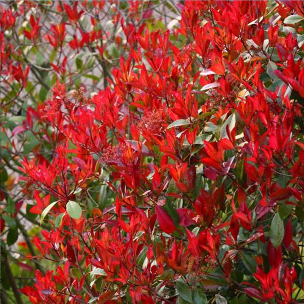 Fotínia fraserova Photinia Fraseri na kmienku