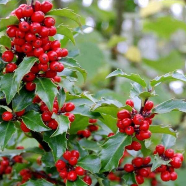 Cezmína Ilex Blue Maid na kmienku