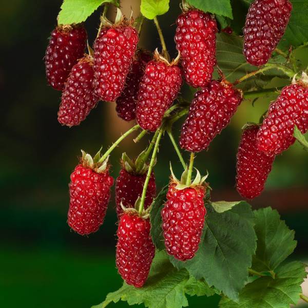 Malinočernica Tayberry