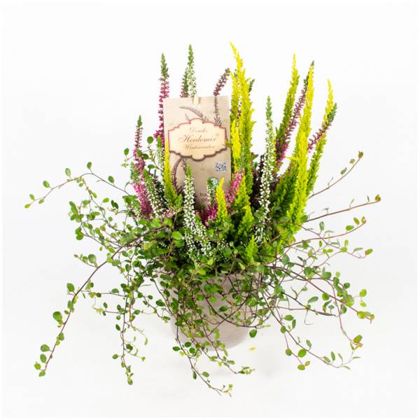 Vres calluna vulgaris trojfarebný s dichondrou 3 | záhradníctvo garden team Vres calluna vulgaris trojfarebný s dichondrou 3