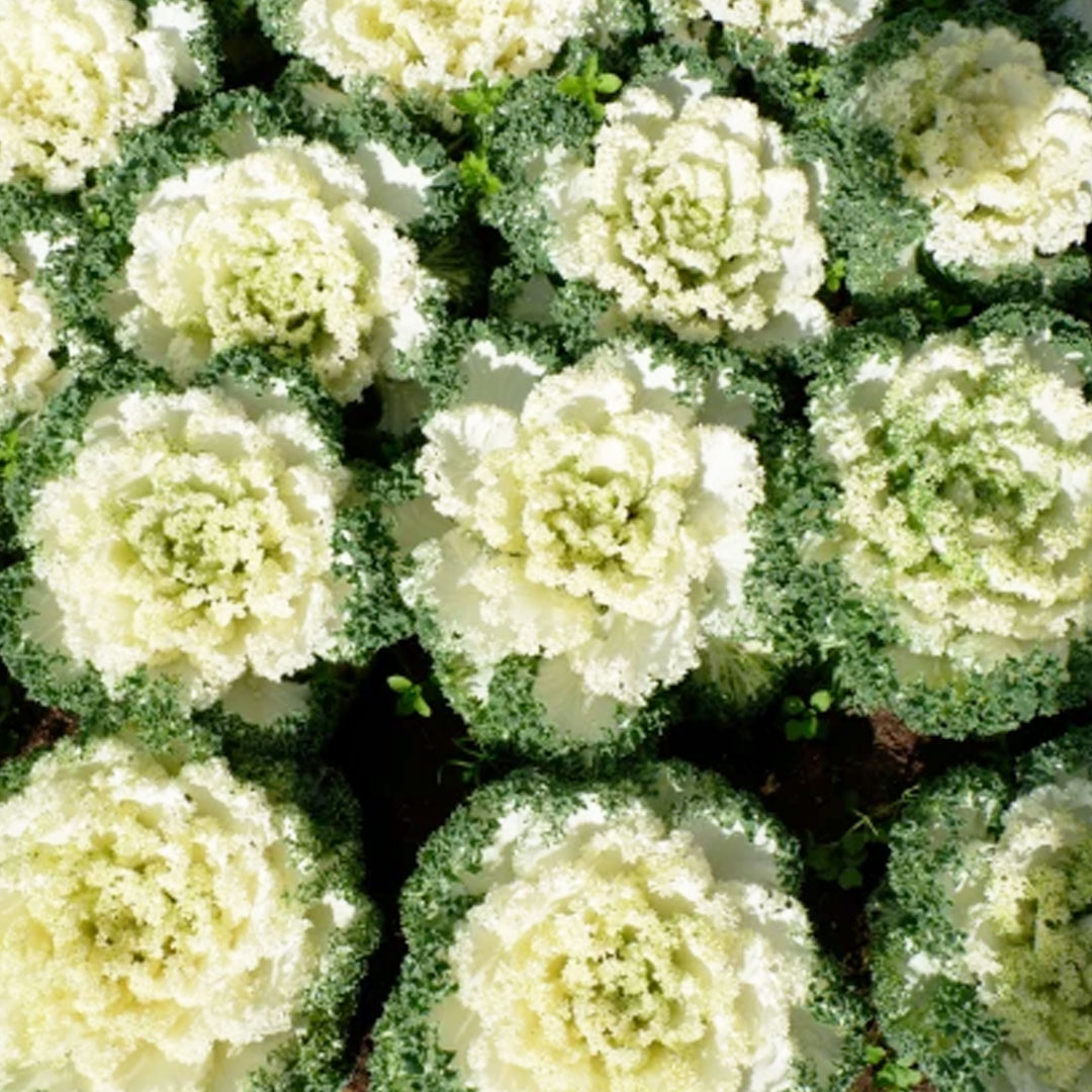 Okrasná kapusta biela | záhradníctvo garden team Okrasná kapusta biela
