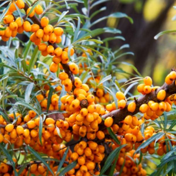 Rakytník rašetliakový Friesdorfer Orange samoopelivý