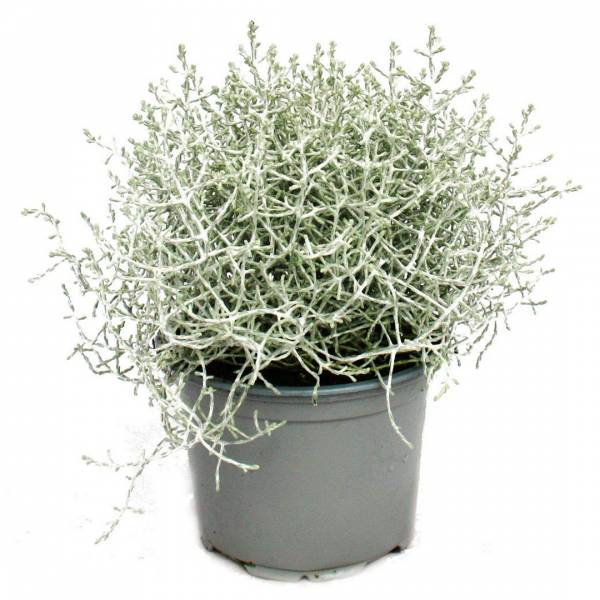 Strieborný drôtik Calocephalus